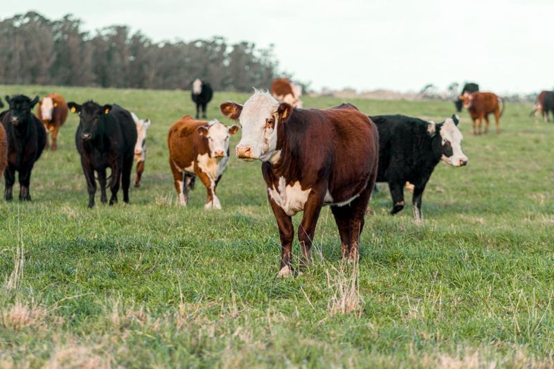 Mixed-breed cattle grazing in a green paddock