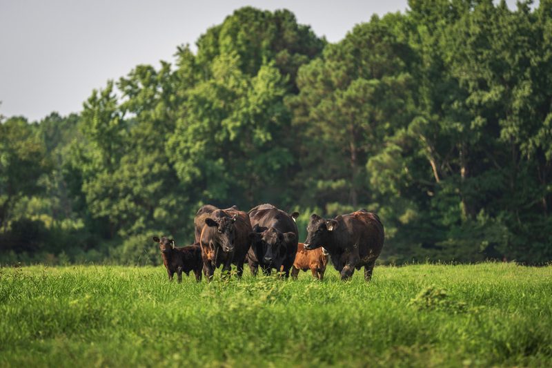 A small herd of cattle with calves in a green paddock in front of trees