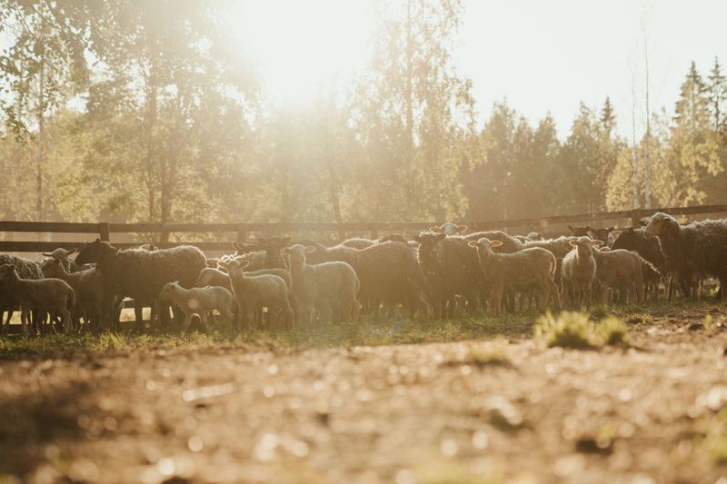 Sheep gathered by a fence line in a paddock at golden hour